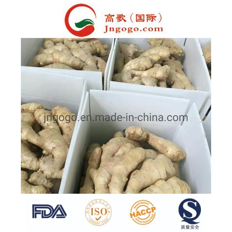 First Quality Air Dry Ginger (150g and up)