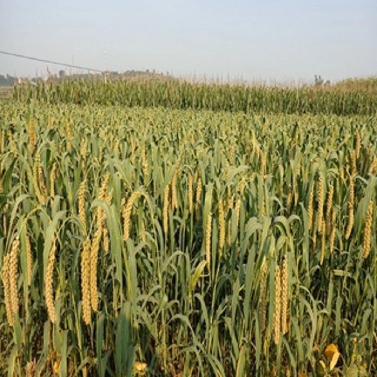 8000 Years Ago, Chinese Organic and Natural Millet Manufacturers Directly Sold The Origin of Millet in The World.