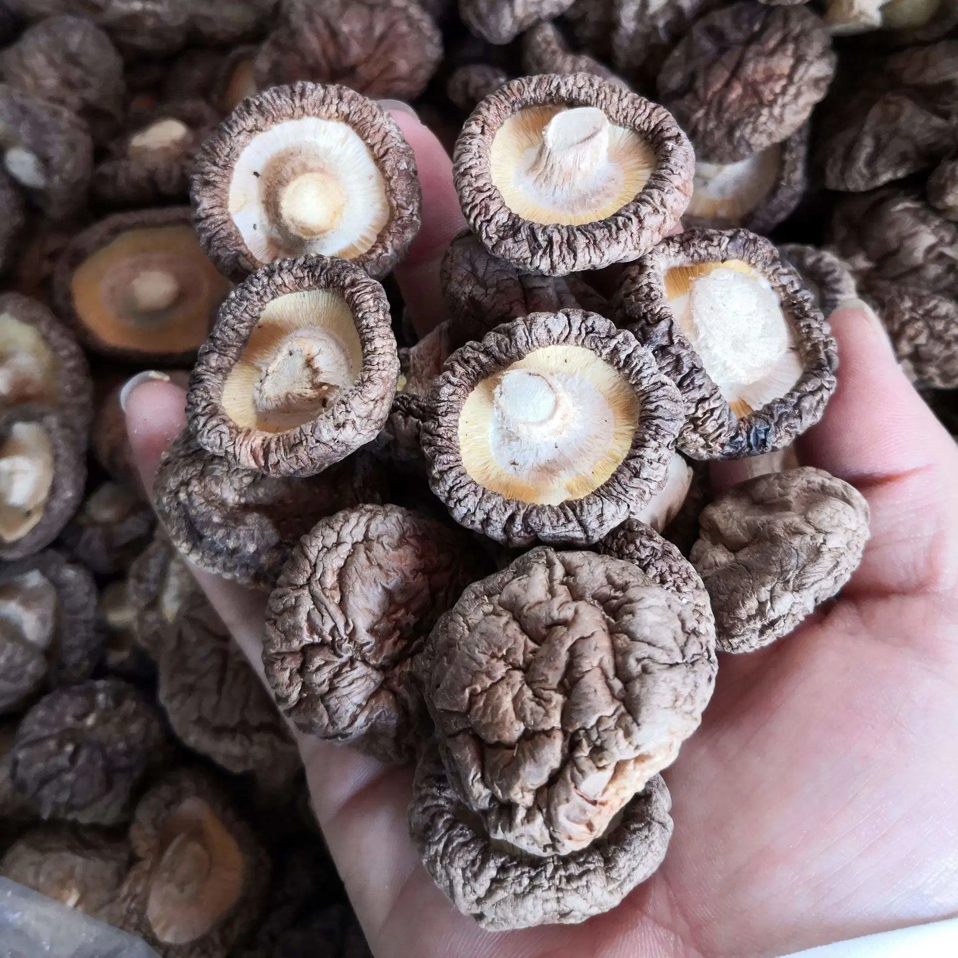 Verduras comestibles Alimentos a granel Simitake chino secado champiñones