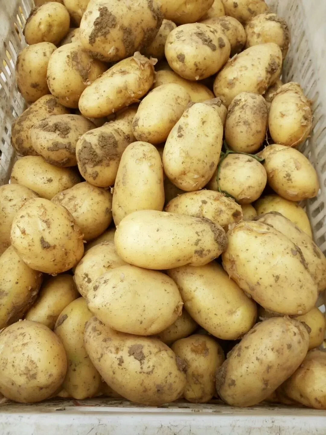 Preço de batata de fábrica para batatas de atacado de alta quallity