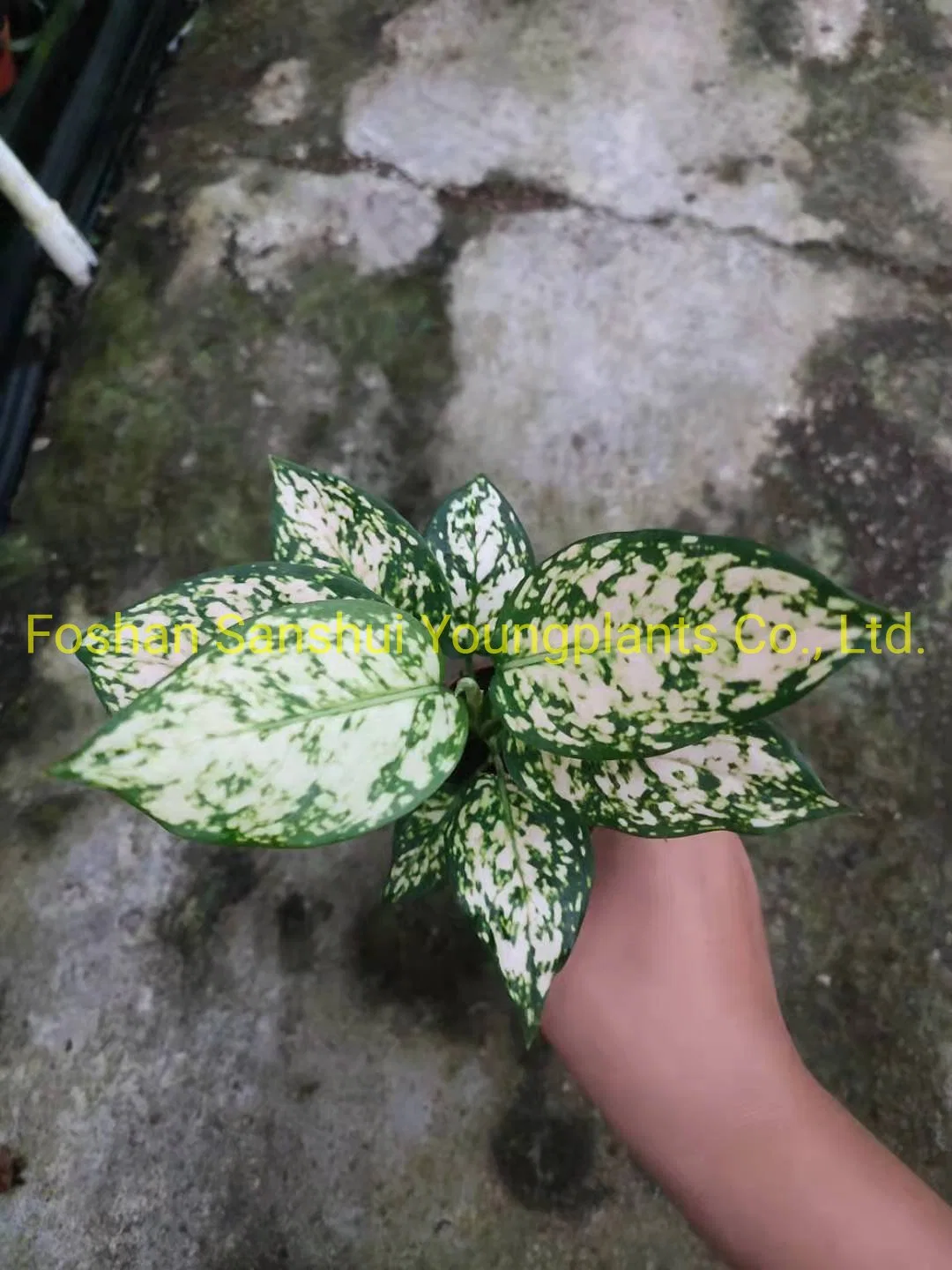 Aglaonema spp. Bonsai de la bandeja de tapones para cultivo de tejidos de plántulas