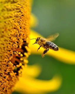 Protein 15%, 20%, 95% Sporoderm-Broken Bee Pollen Powder