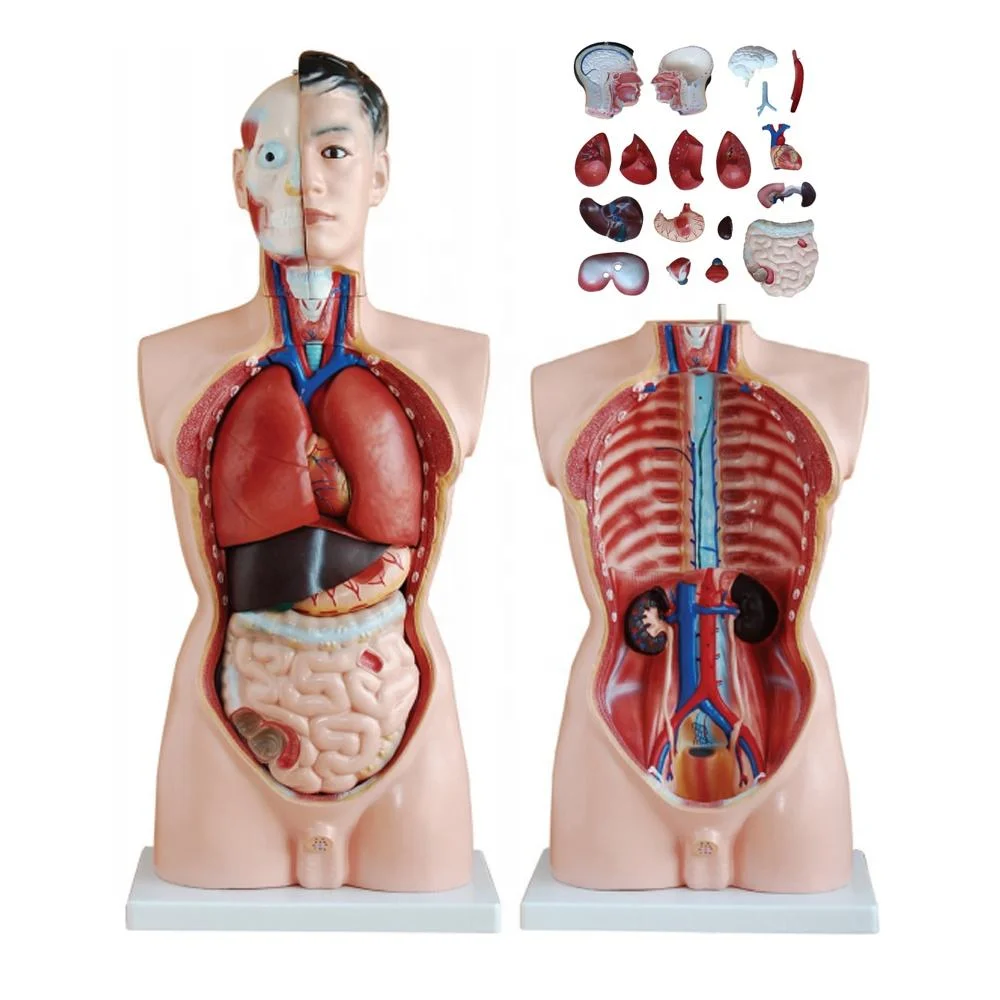 Modelo de Educación Escolar Unisex Human Torso 40 Parts Human Anatomical Modelo