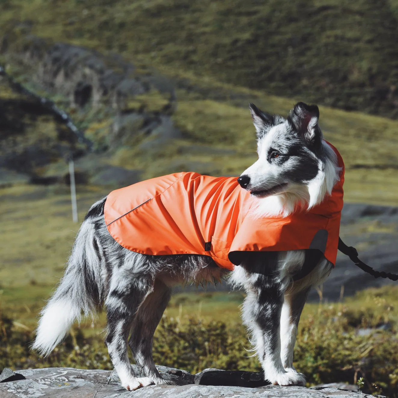 Wasserdichte PU Regenjacke Regenjacke Haustier Zubehör Hund Mantel Kleidung Hunde Haustier Produkt