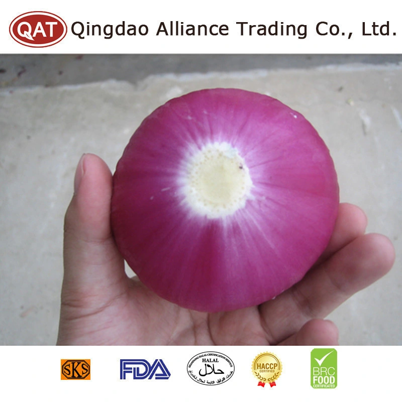 Atacado preço por atacado fresco descascado inteiro Roxo Branco Onion fresco Cebola roxa vermelha descascada para exportação