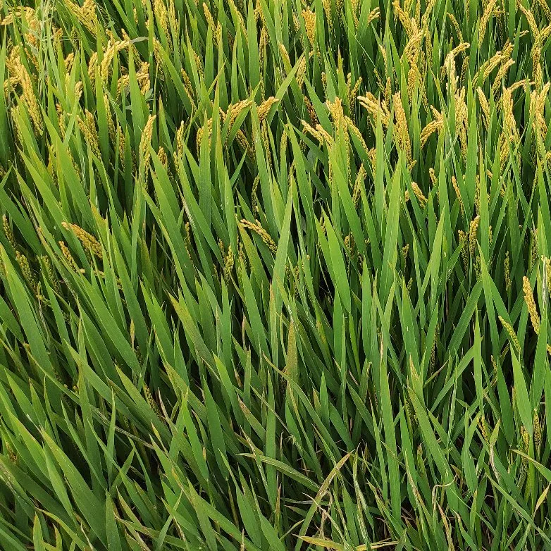 Triclopyr (480g/L CE) usado para arroz e trigo Ervas Daninhas herbicida