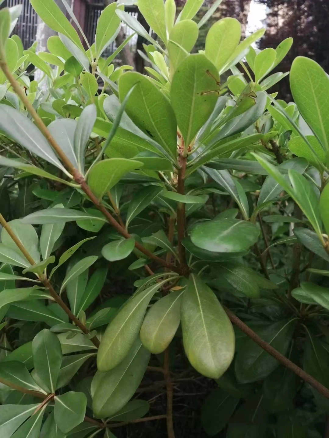 Green Plants Decooration Fresh Cut Leaves Pittosporum