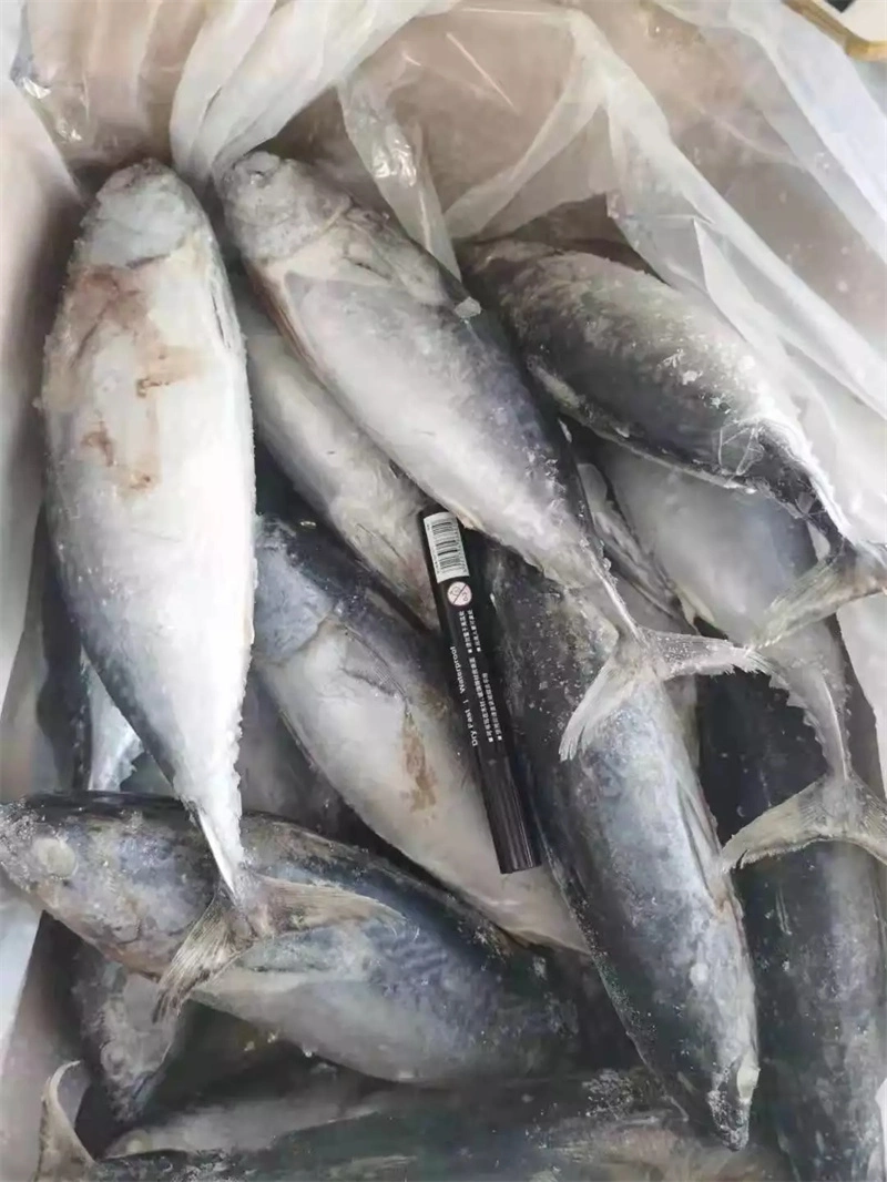 Sale Fresh Bonito Fish Auxis Tapeinosoma Thailand Frozen IQF Bonito