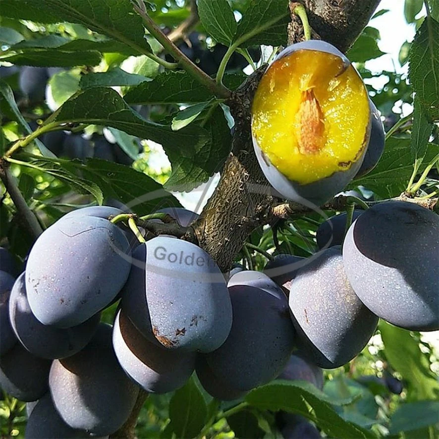 En gros saveur naturelle doux noir frais Plum à l'étranger