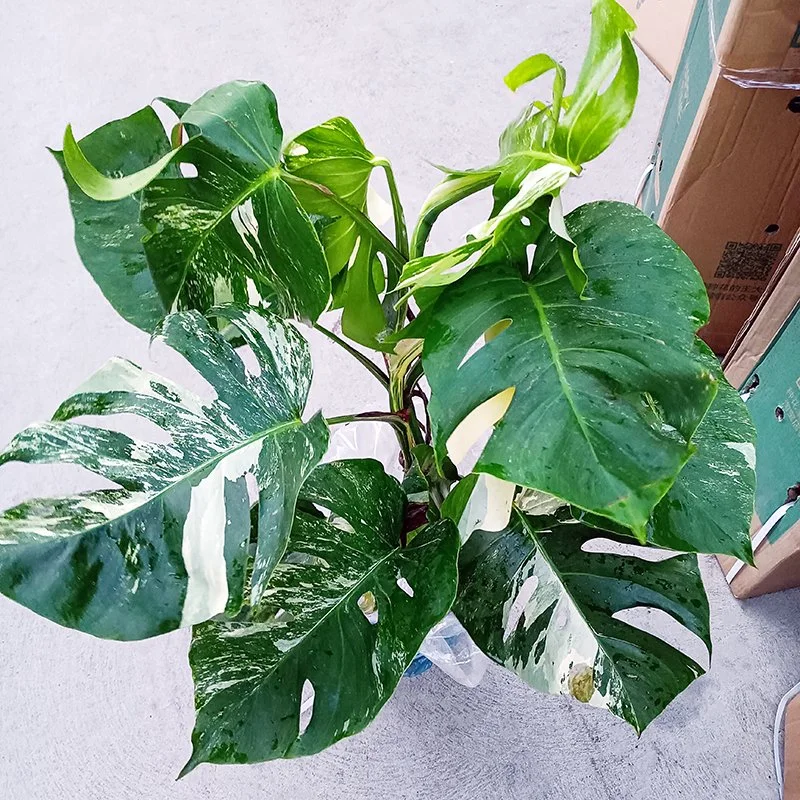 Pépinière de gros de Monstera deliciosa Albo Variegata Monsteras Plantes en pot d'intérieur des plantes vertes