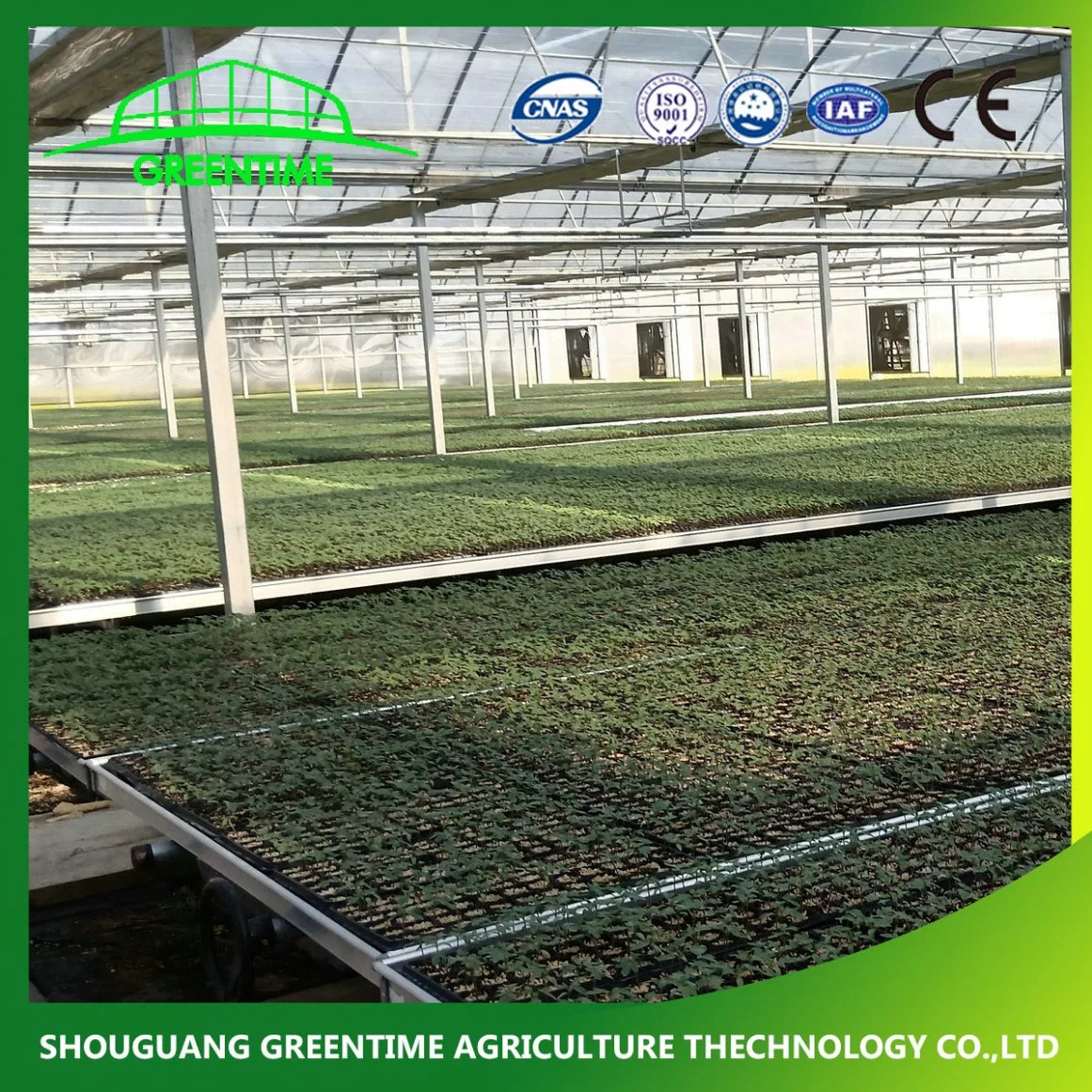 Günstige Multi-Span / Single Span Commercial Tunnel Kunststoff-Folie Glas Polycarbonat Farm Landwirtschaft Gewächshaus mit Saatbett Hydrokultur für Tomate Erdbeere