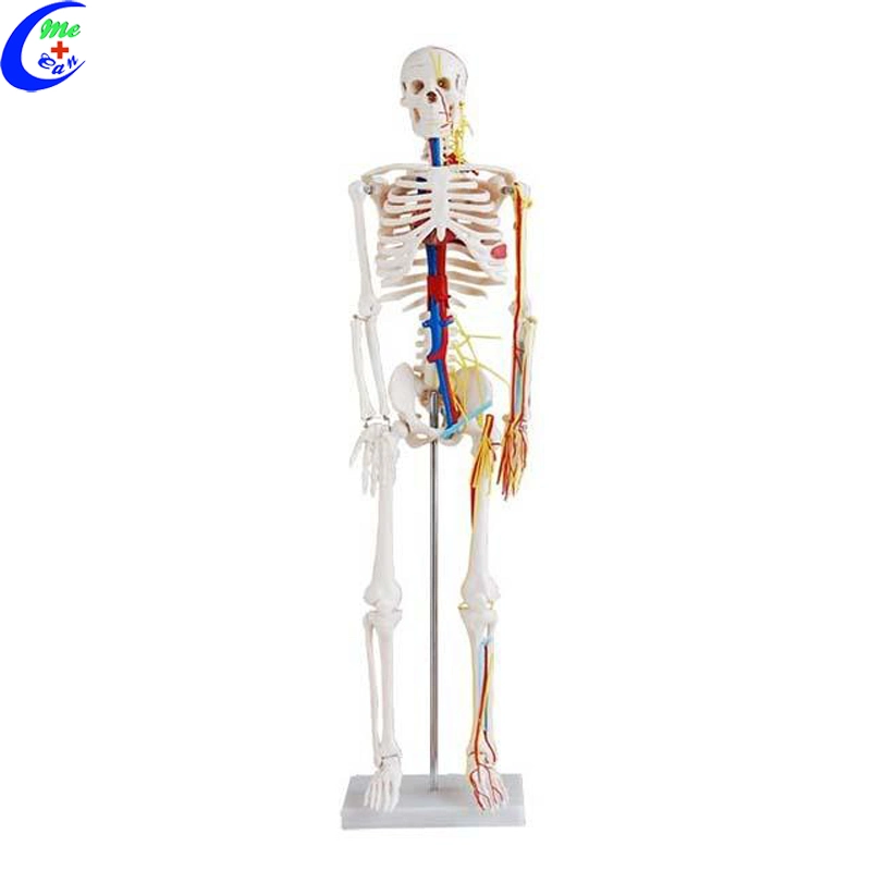 Medizinisches Anatomisches Skelettmodell Des Menschen