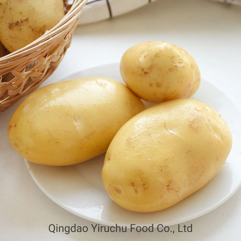 Long Shape Chinese Fresh Potato for Import/Export in Low Price