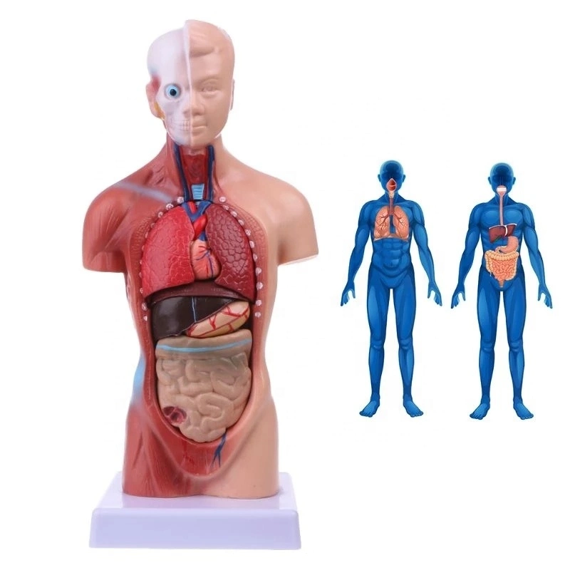 Human Internal Organs Body Anatomical Model