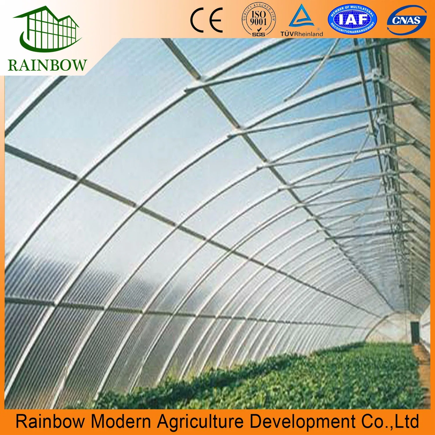 Low Cost Commercial Greenhouse for Vegetables