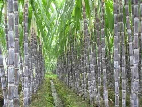 Polvo Oligosacárido de isomaltulosa Palatinosa Natural y Nuevo funcional