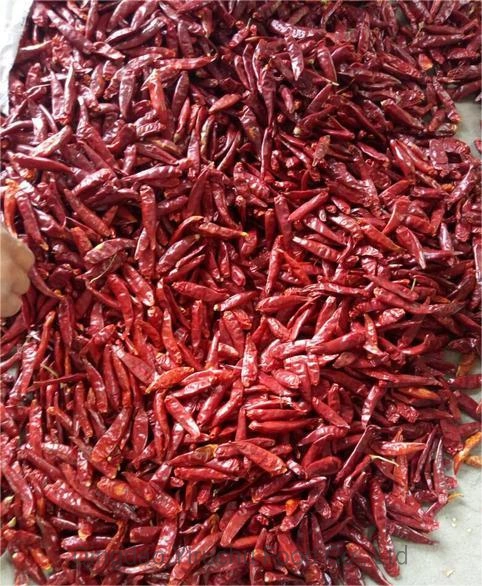 Hot Spicy Wholesale/Supplier Price Dried Chilli Chaotian Dry Red Chilli