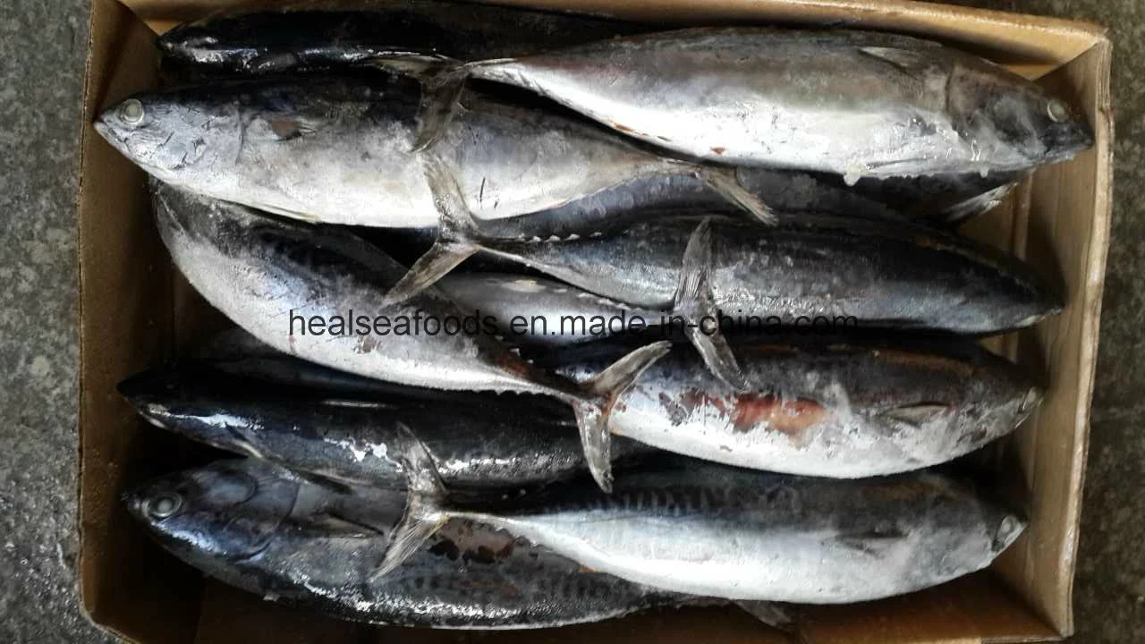 La qualité du poisson de mer congelés en provenance de Chine- Bonito/Bullet prêt stock de thon