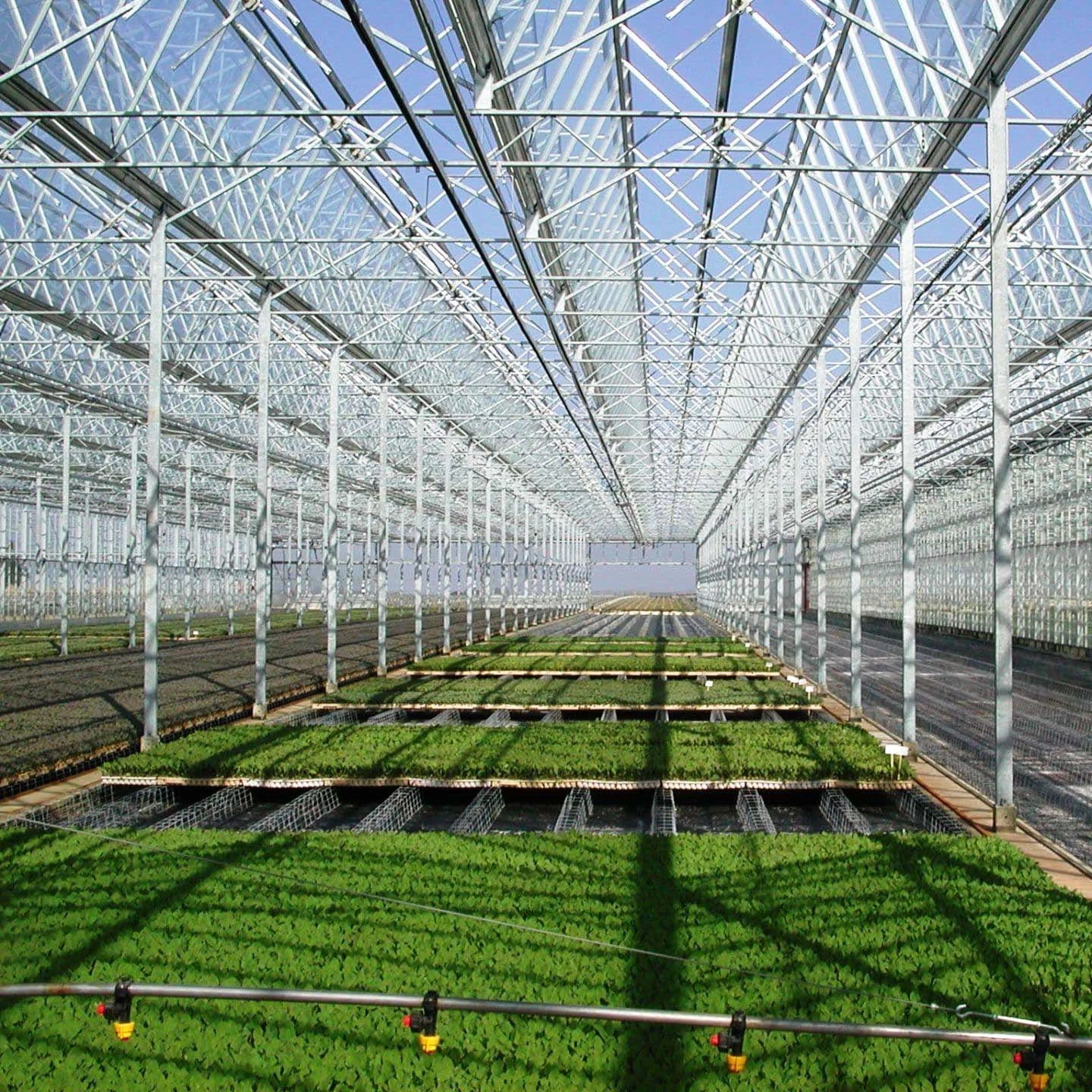 2023 Factory Supply Agricultural Polycarbonate Greenhouse with Nursery System