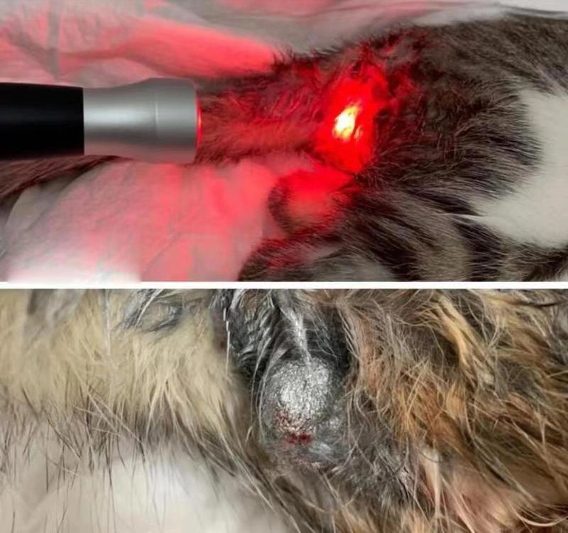 Terapia física portátil não invasiva dor Remoção Terapia física Máquina a laser 980 nm