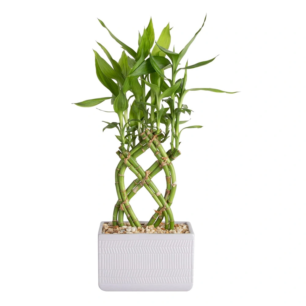 Live 8 Braided Lucky Bamboo Plant Arrangement Live Plant Ornament Decor for Home, Kitchen, Office, Table, Desk -Luck, Good Fortune