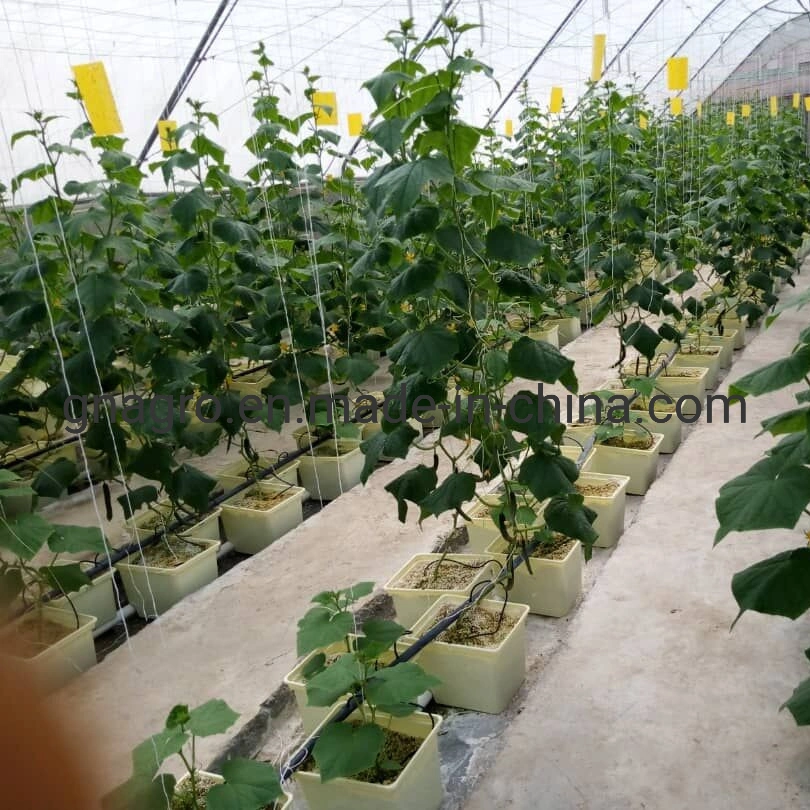 Dutch Eimer Hydroponics Ausrüstung für Gurken/Tomaten/Pappern/Auberginen