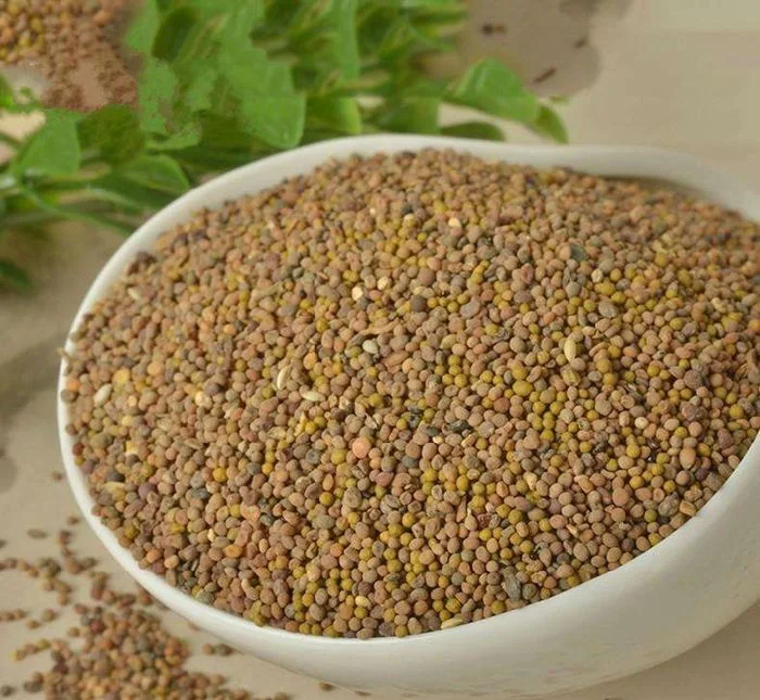 Factory Price Cuscutae Semen Tu Si Zi Chinese Dodder Seed