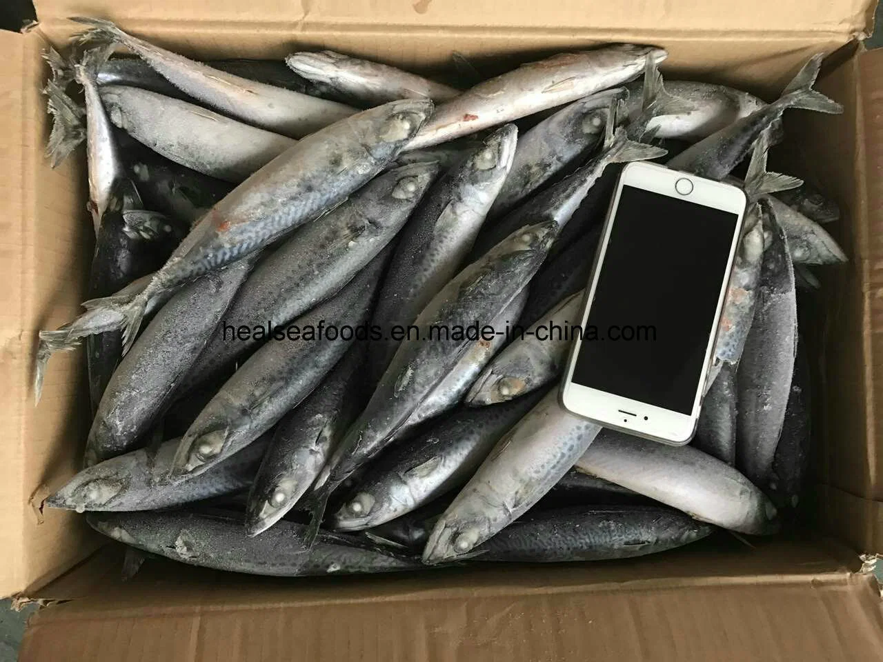 Best Freshness Mackerel Fish for Canned