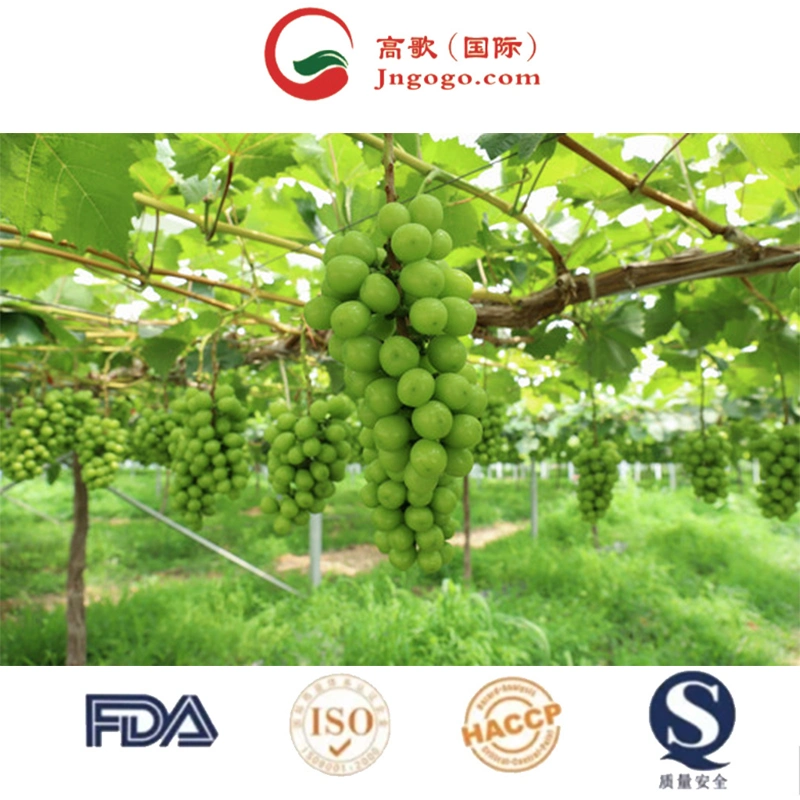 Advantageous Price Delicious Sweet 95-100% Maturity Natural Class a Green Chinese Fresh Grapes