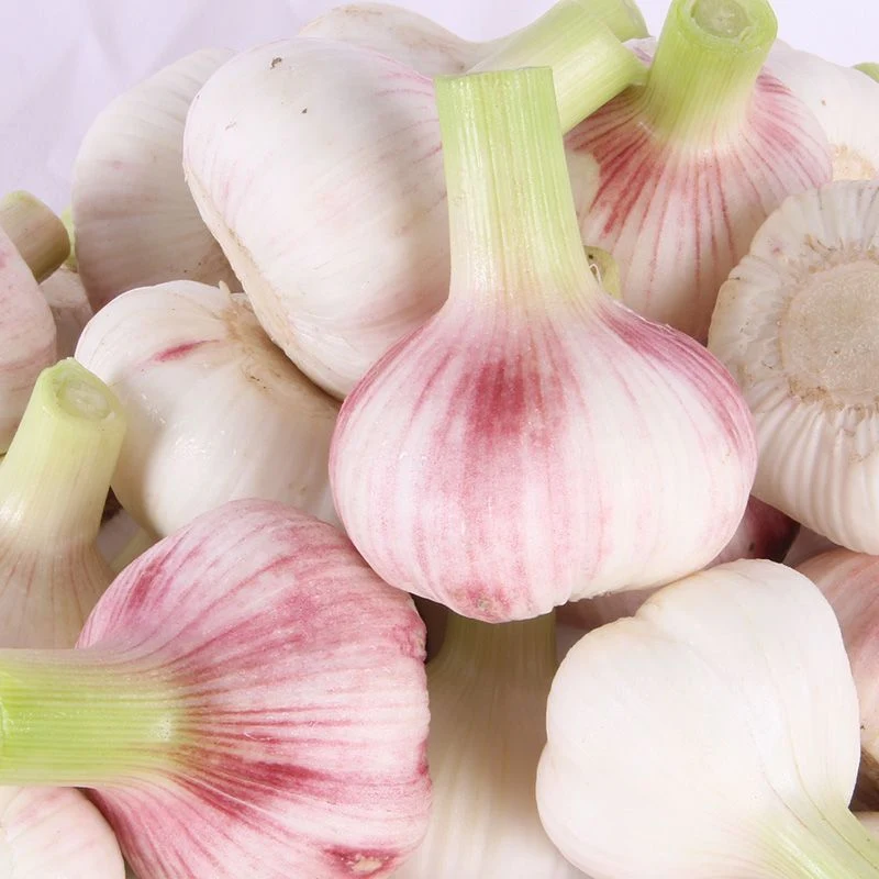 China Exports Fresh Vegetables Naturally Grown Garlic Fresh Garlic in Bulk Wholesale/Supplier