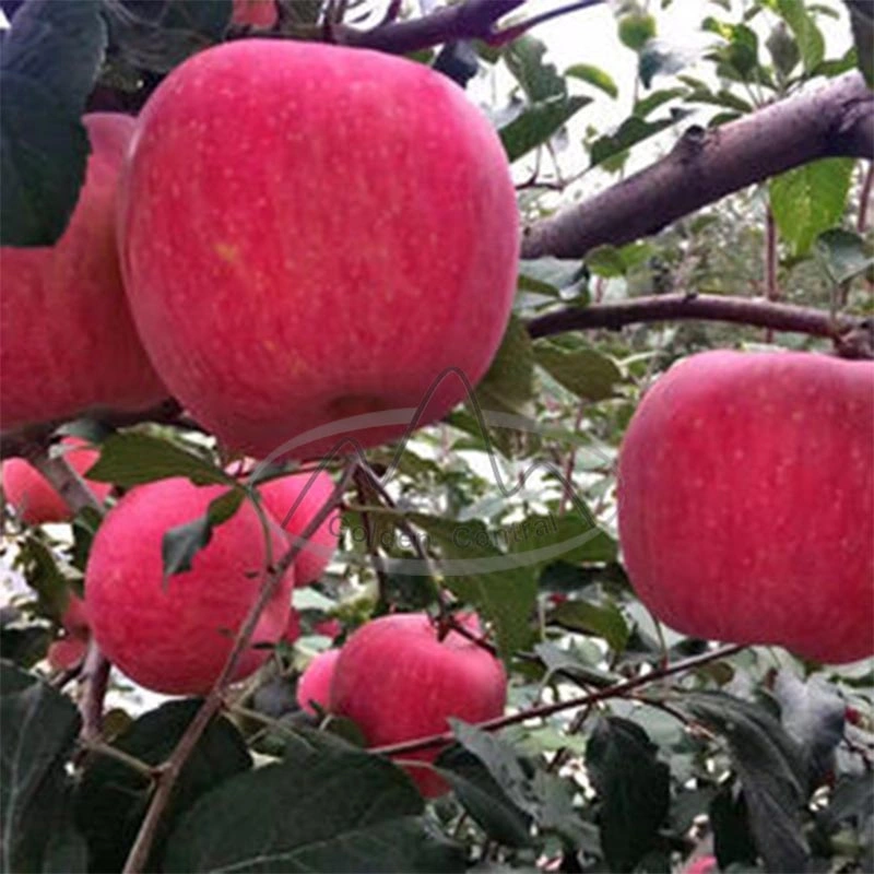 Hot Sale Export Quality Fresh Apples New Crop Natural Red FUJI Apple