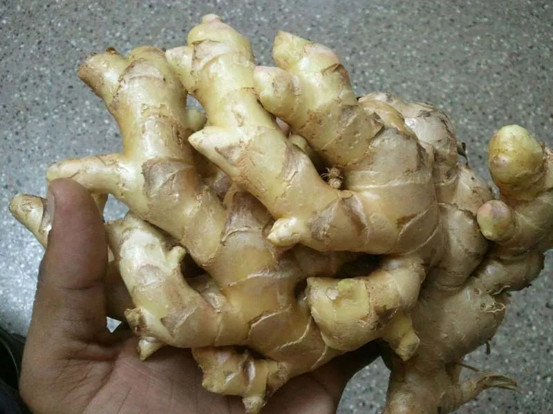 Fresh Ginger Semi Dried Ginger Air Dired Ginger Organic Ginger