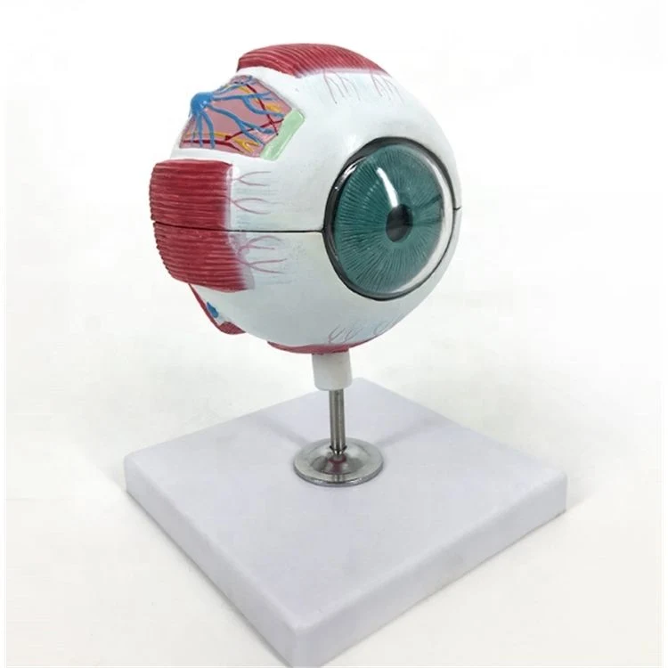 Classic Laboratory Display Enlarged Eyeball Model of PVC