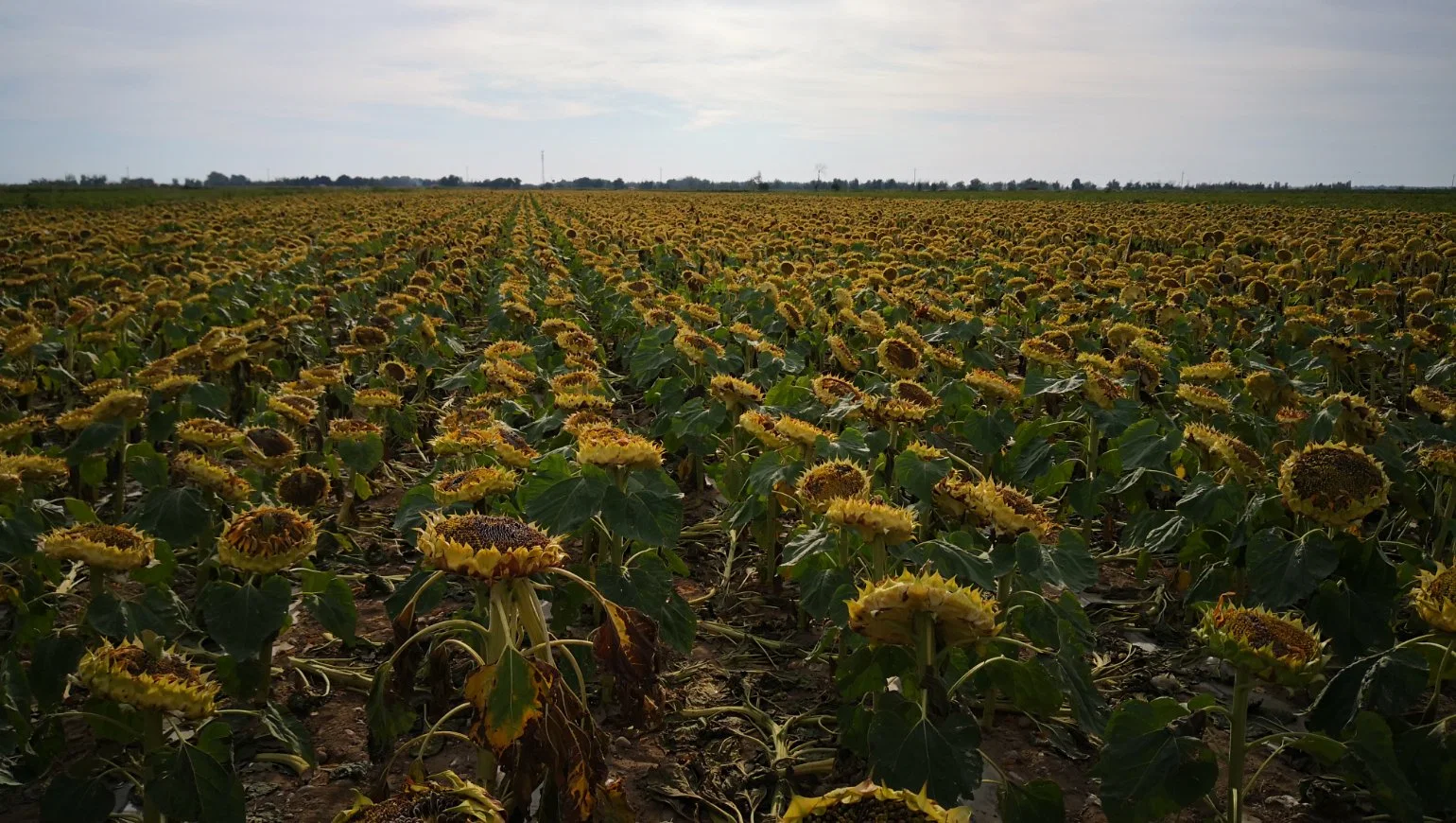 Semillas de girasol negro de gran tamaño para plantar