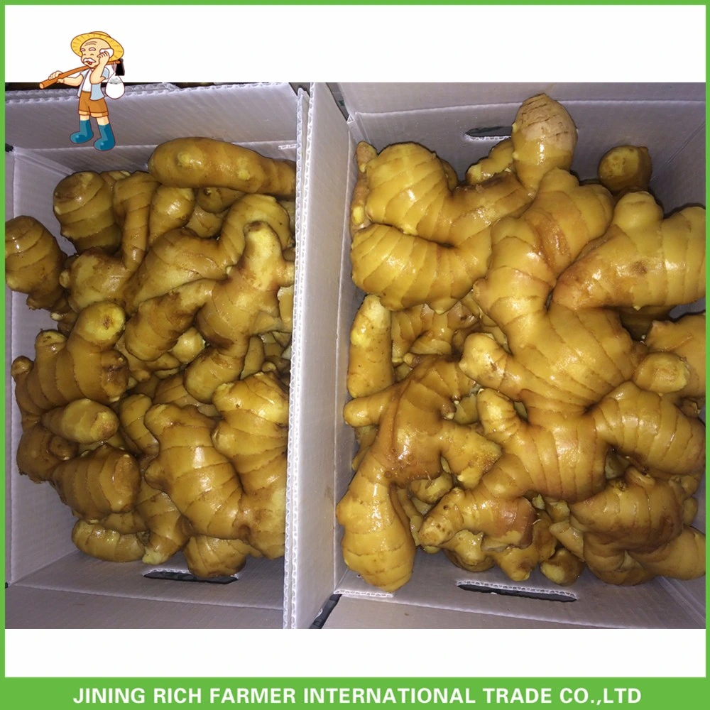 2023 Ginger Factory Supplier Air Dry Ginger in PVC Boxes