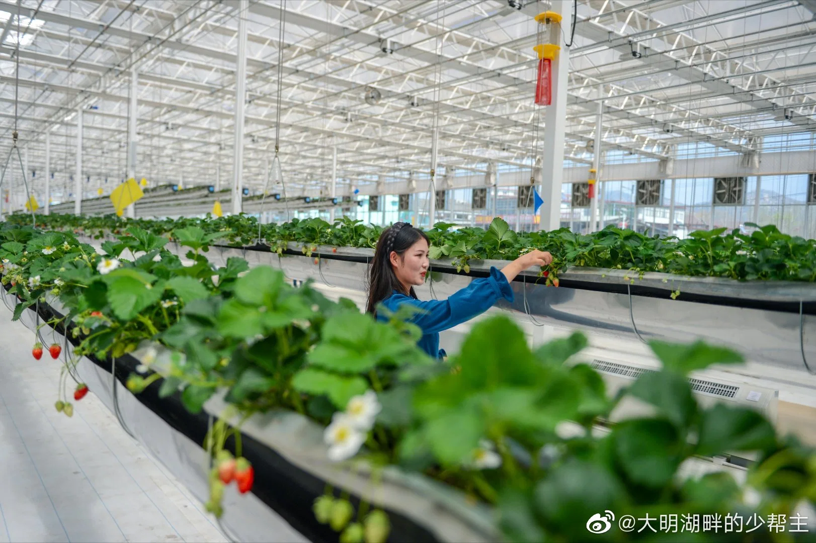 Solar-Powered Glass Greenhouse Steel Hollow Section with Hydroponic System for Year-Round Strawberry Production