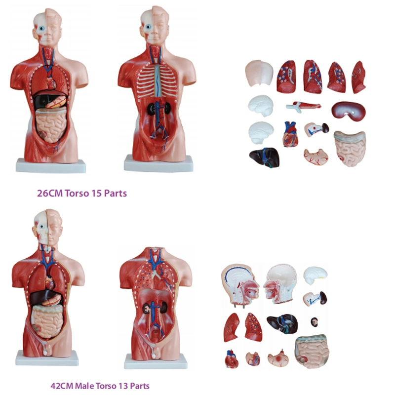 173 180cm 3D Modelo de Anatomía del esqueleto humano de Torso de tamaño vital