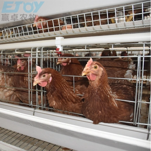 a Type Poultry Equipment Automatic Layer Cage Chicken Coop in Rasing Farm