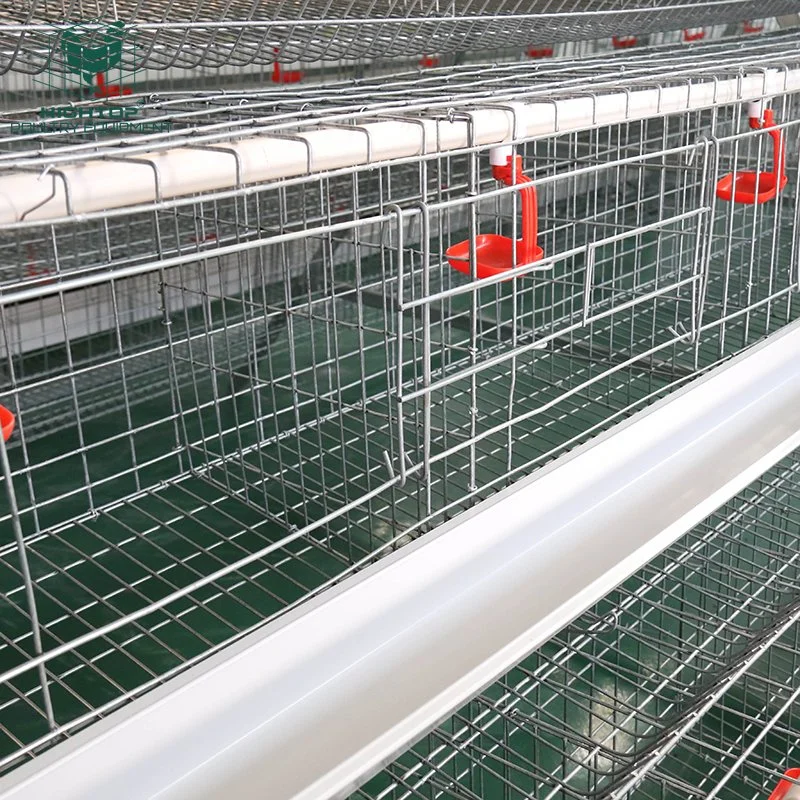 Poultry Farm Dimension for 1000 Chicken Layer Cage Guangzhou