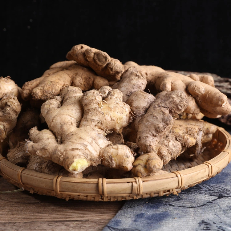 Vietnam Fresh Ginger Ginger Powder Dry Ginger - Vietnam Spices - Ginger Exporter