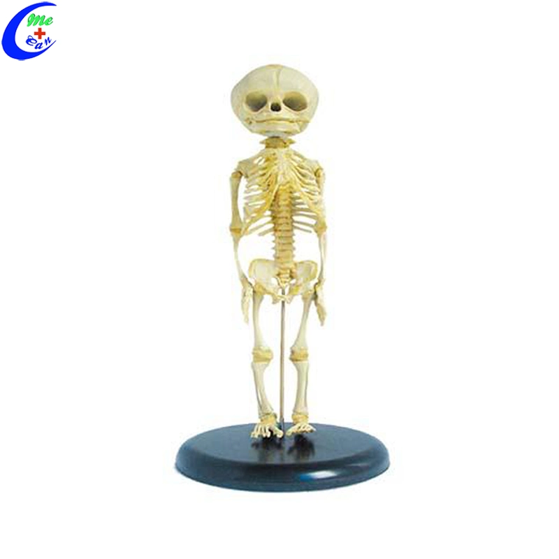 Modelo do esqueleto do feto modelo de Anatomia do corpo humano