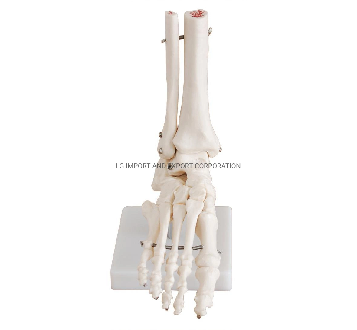 Life-Size Foot Joint for Medical Use