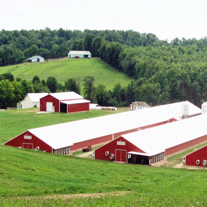 Poultry House Steel Sandwich Panel for Poultry House