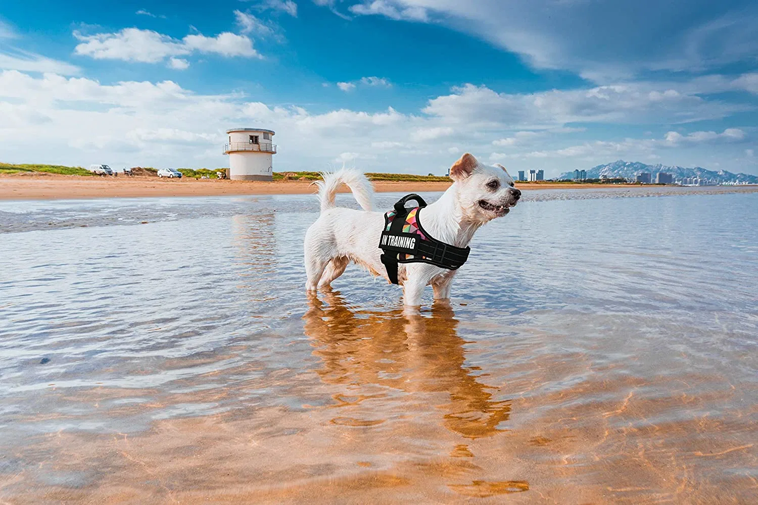 Spupps Cor grelha liberdade de Cor sem puxar cão / Pet Harness com Fivela de segurança de ponto vermelho - cão de raça média grande pequeno