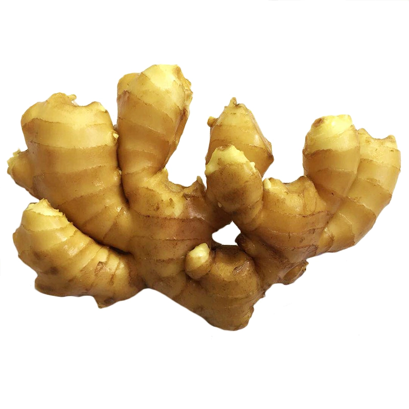 High Quality Chinese Big Ginger for Exporting