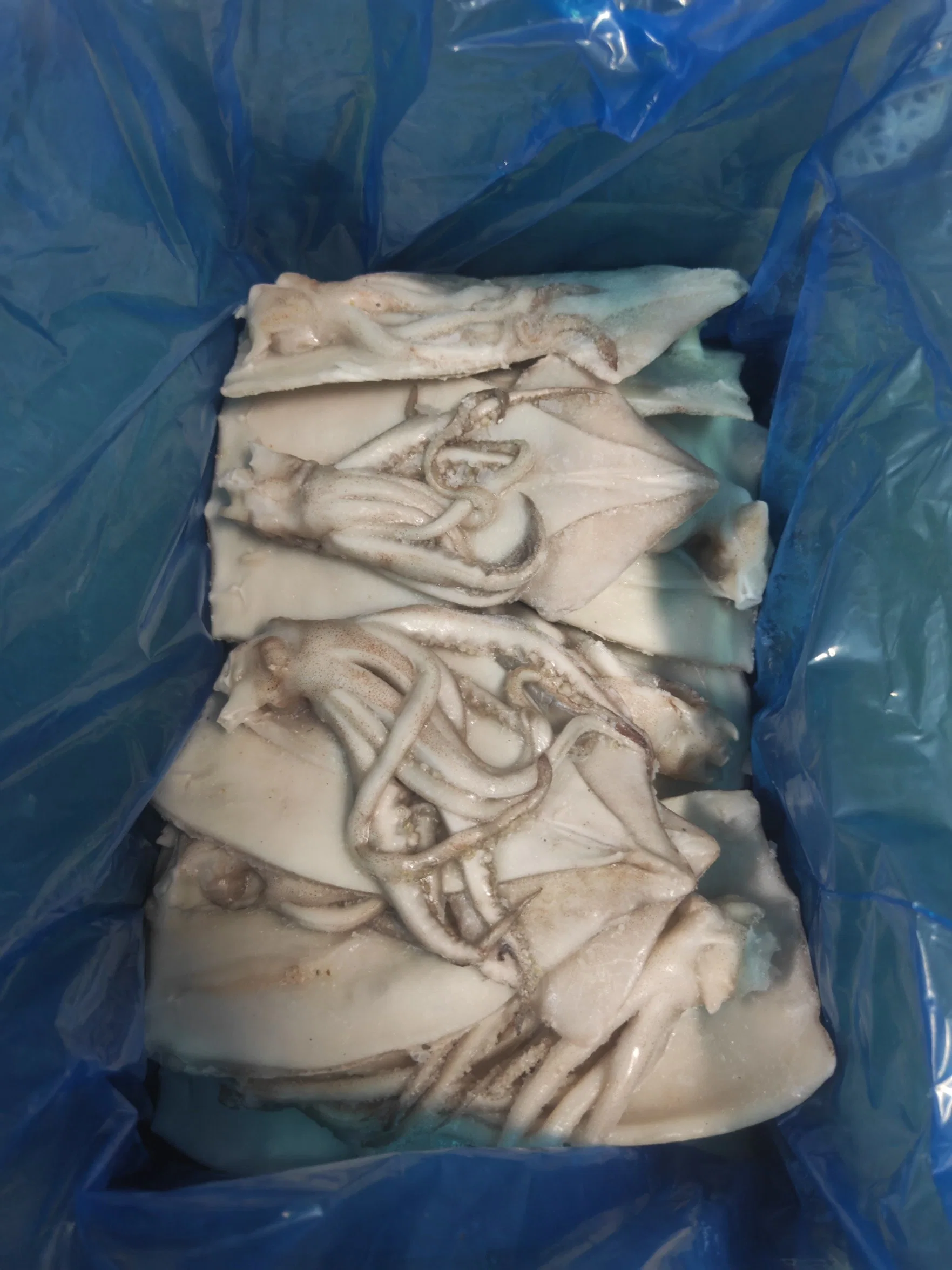 Frozen Squid Fillet, Tentacles on or off, Skin on or off