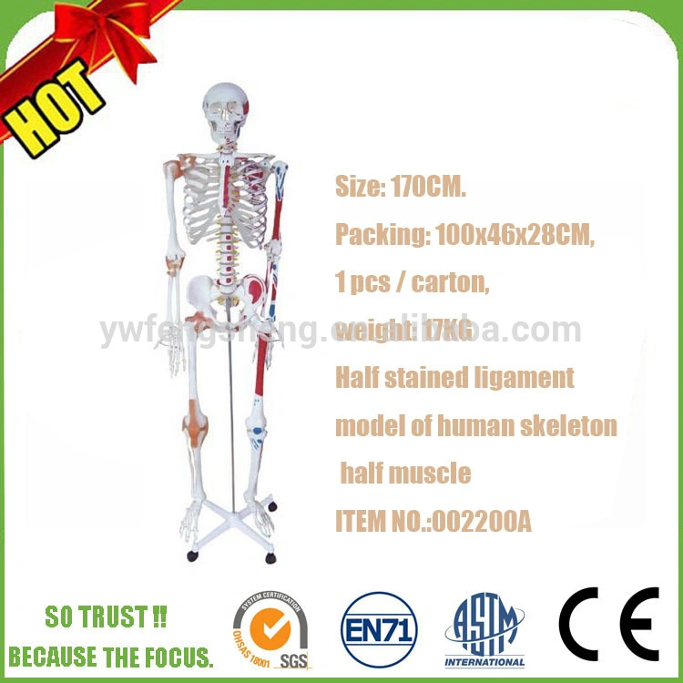 Flexible Colored Ligament and Muscles Anatomy Medical Teaching Skeleton Model