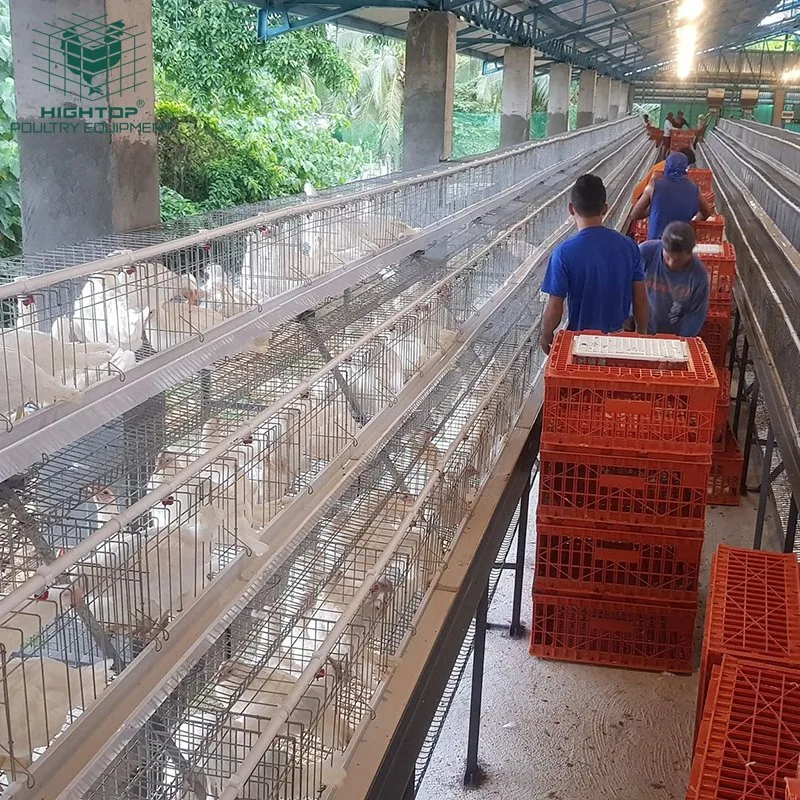 Un tipo 4 Tiers galvanizado en caliente de 20 años de vida de la jaula de la capa de pollo con el auto Sistema de Agua para la cría de aves