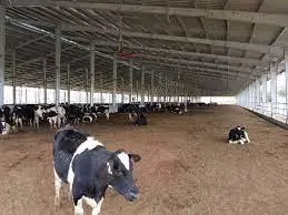 Light Steel Structure Design Livestock Farm Shed Goat /Cattle/Pig Farms Building