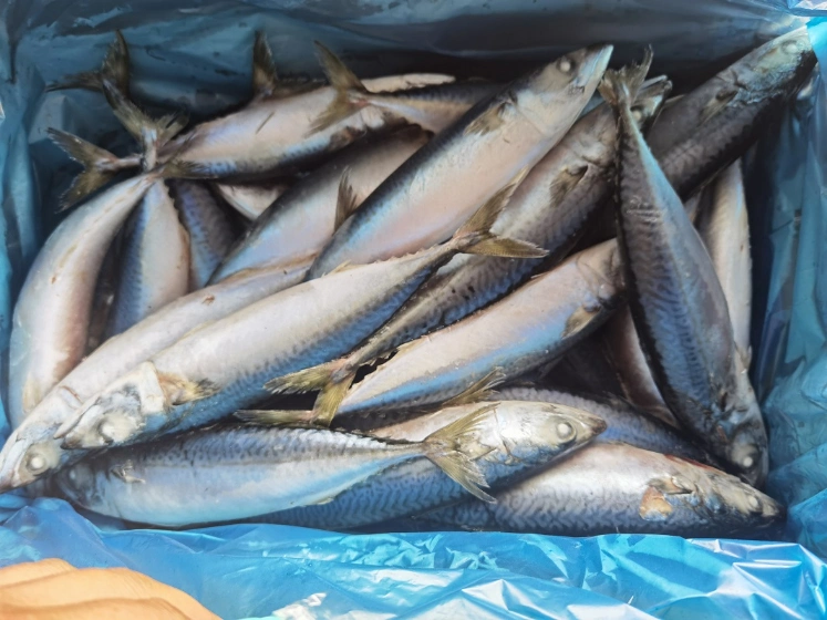 Peixe Cavala Congelado de Qualidade para Exportação